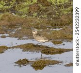 This image is of a bird with the scientific name Pluvialis dominica