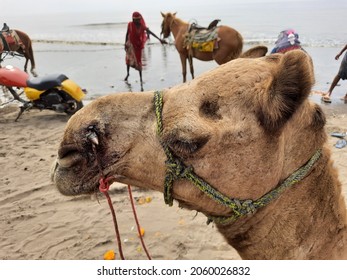 This Is An Image Of A Camel's Head Along With Two Horses Behind Resting At Dumas Beach Of Surat, Gujarat, India