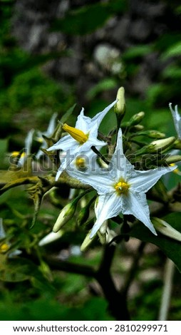 This image captures a beautiful close-up of delicate white, star-shaped wildflowers blooming among lush green foliage. Their bright yellow centers stand out vividly against the soft white petals, while several unopened buds hint at more blossoms to come. The shallow depth of field creates a smooth, blurred background that draws attention to the flowers, giving the scene a peaceful, natural atmosphere. The contrast between the crisp flowers and the rich green surroundings makes this a striking example of macro nature photography, celebrating the quiet beauty of wild plants in their natural habitat.