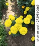 This image captures a beautiful cluster of bright yellow marigolds blooming in a lush garden. The flowers are in full bloom, adding a burst of color to the green foliage surrounding them. The marigolds are planted in a well-maintained garden bed, with some of the flowers slightly drooping, possibly due to the weight of their petals. The scene exudes a sense of tranquility and natural beauty, making it a perfect representation of a serene garden setting.
