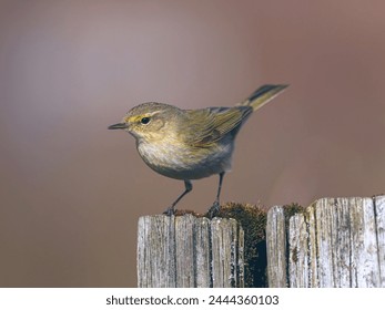 This image captures a beautiful moment of a small bird perched gracefully on a rustic wooden fence, showcasing the harmony between nature and man-made structures. 