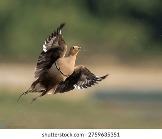 This image captures a bird in mid-flight, its wings spread wide as it soars through the air. The natural outdoor setting provides a serene backdrop, with a blurry green background that highlights the bird's brown and tan feathers. The image conveys a sense of freedom and wildness, inviting the viewer to appreciate the beauty of wildlife and the natural world.