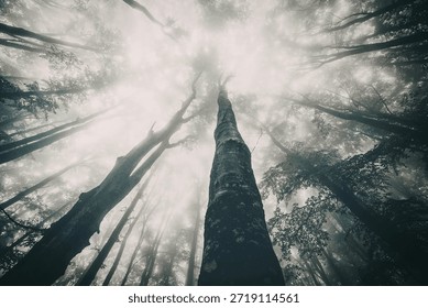 This image captures a breathtaking view of a dense forest from the ground looking upwards. The towering trees stretch towards the sky, their branches intertwining to form a complex network of leaves and twigs. The sunlight filters through the foliage, creating a mesmerizing pattern of light and shadow on the forest floor. The scene evokes a sense of tranquility and the majesty of nature.