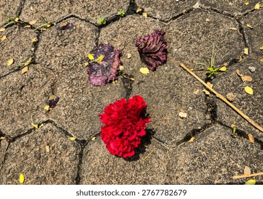 This image captures a bright red flower, possibly a hibiscus, lying alone on a textured paved walkway of hexagonal paving stones. Beside the fresh blossom lie several withered, dried petals in various stages of decay. The stark contrast between the vibrant red bloom and the crumbling brown remnants creates a powerful visual metaphor for life cycles, impermanence, and the passage of time. Perfect for content exploring themes of beauty and decay, mortality, seasonal change, or poetic urban nature moments.