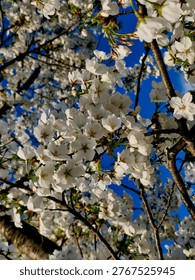 This image captures cherry blossoms in full bloom against a clear blue sky, a quintessential scene of spring.
