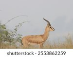 This image captures a Chinkara, also known as the Indian Gazelle, in its natural habitat at Mayureshwar Wildlife Sanctuary. The Chinkara stands gracefully amidst dry grasslands