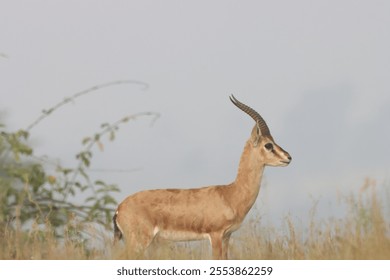 This image captures a Chinkara, also known as the Indian Gazelle, in its natural habitat at Mayureshwar Wildlife Sanctuary. The Chinkara stands gracefully amidst dry grasslands - Powered by Shutterstock