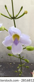 This image captures a close-up of a blooming Thunbergia grandiflora flower (commonly known as the Bengal Clockvine, Blue Skyflower, or Blue Trumpet Vine). The prominent, trumpet-shaped blossom features five soft, wide lobes in a delicate pale lavender or ice-blue shade. Its contrasting throat reveals a bright yellow interior accented with a distinct central pattern of fine violet-purple lines radiating down the lower lip. The flower is supported by slender green stems branching outward to display tight, pointed green buds and a small round flower base against a clean, off-white wall.