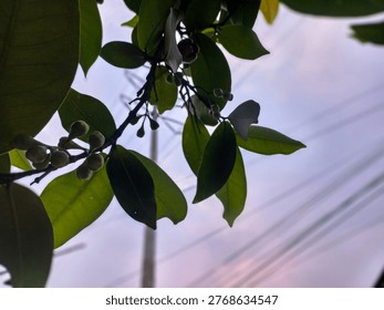 This image captures a close-up, low-angle view of a tree branch against a soft, twilight sky. The silhouette of the leaves and budding fruit creates a peaceful, natural aesthetic.