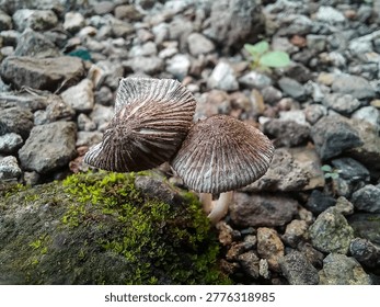 This image captures a close-up, low-angle shot of two small, delicate mushrooms growing amidst a rugged landscape of gravel and moss.