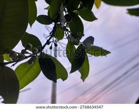 This image captures a close-up, low-angle view of a tree branch against a soft, twilight sky. The silhouette of the leaves and budding fruit creates a peaceful, natural aesthetic.