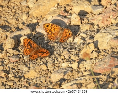 This image captures a close-up scene of two butterflies resting on a rocky and dry surface. The butterflies are vibrant and beautifully marked, displaying striking orange wings with dark brown or blac