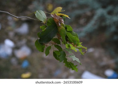 This image captures a close-up of a small tree branch with a cluster of green and partially damaged leaves. Some leaves show signs of aging or decay, with brown, dry patches and bite marks likely caus
