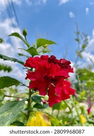 This image captures a close-up of a striking cluster of deep red, fully bloomed flowers with layered petals standing out against a backdrop of bright blue sky and vibrant green leaves with hints of yellowish-green tones. Featuring floral, nature, blooming, sunlight, outdoor, summer, garden, botanical, natural, closeup, fresh, organic, sunny, lush, plant, bush, colorful, radiant, juicy, textured, gorgeous