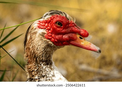 This image captures a close-up view of a Muscovy Duck’s head, showcasing its distinctive red caruncles around the eyes and above the beak. 