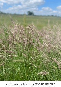 This image captures a close-up view of a meadow filled with tall grasses, slightly swaying in the wind under a bright blue sky with fluffy white clouds, evoking a sense of peace and simplicity.