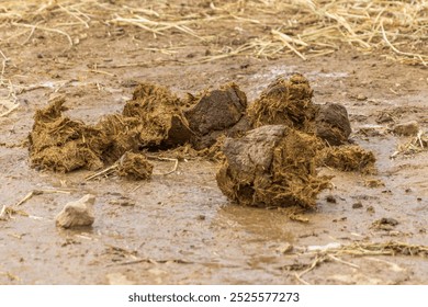 This image captures a close-up view of elephant feces on the ground. The feces are large, irregularly shaped, and appear fibrous, indicating the elephant’s plant-based diet. 