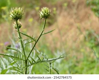 This image captures a close-up view of thistle buds in their natural habitat. The thistle plant, with its spiky leaves and budding flowers, stands out against a blurred background. - Powered by Shutterstock