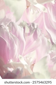 This image captures a close-up view of a soft pink and white peony petals