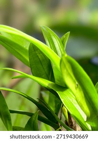 This image captures a close-up view of vibrant green leaves in a natural setting, showcasing their texture and beauty. The leaves are a bright, electric green color and have a smooth, glossy appearance. They are arranged in a random pattern, with some leaves overlapping others, creating a sense of depth and dimensionality. The background is blurred, drawing attention to the leaves and emphasizing their vibrant color.