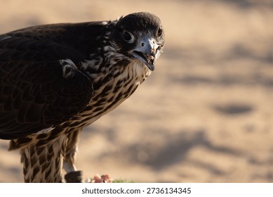 This image captures a close-up view of a bird of prey, likely a hawk or falcon, standing on a sandy surface with a blurred background. The bird's sharp talons and beak are visible, and its feathers appear dark brown with lighter markings. The image conveys a sense of power and freedom, highlighting the bird's role as a hunter and carnivore in its natural environment. The photo is a great example of wildlife photography, showcasing the beauty and majesty of birds of prey.