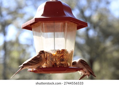 This image captures a close-up view of two sparrows perched on a red and transparent bird feeder, actively feeding on the mixed seeds inside. The feeder is designed with a protective roof and clear sides, allowing visibility of the seeds. The background is blurred, highlighting the birds and feeder, suggesting an outdoor setting, likely in a garden or backyard. The lighting is natural daylight, enhancing the natural colors of the birds and the feeder. This scene is ideal for themes related to wildlife, bird watching, nature, and ecological care.