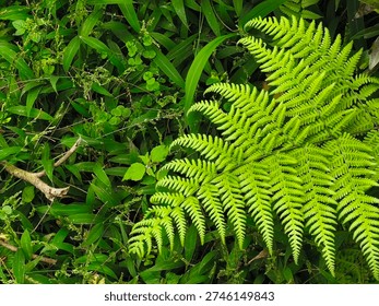 This image captures a close-up view of vibrant green fern leaves thriving in a lush forest undergrowth, illuminated by natural sunlight filtering through the dense foliage, evoking a sense of serenity and connection to nature.