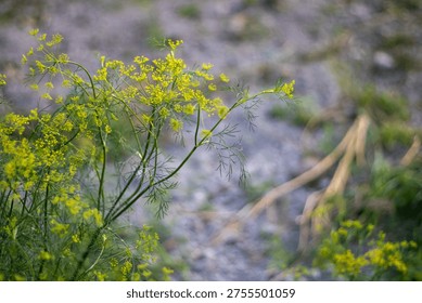 This image captures a close-up view of small yellow flowers with thin green stems and leaves, growing in a rocky area with some greenery and a blurred background, showcasing a natural and serene scene