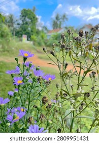 This image captures a close-up view of a cluster of delicate purple wildflowers with bright yellow centers blooming amidst tall green stems and dried seed pods, bathed in natural sunlight against a softly blurred backdrop of verdant meadow and distant greenery under a clear blue sky Featuring nature, outdoor, flora, summer, garden, botanical, closeup, wildlife, fresh, vibrant, seedpods, background, organic