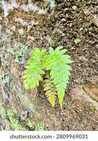 This image captures a close-up view of a lush, bright green fern sprouting from a rugged, moss-covered tree trunk, showcasing intricate textures and delicate foliage against a backdrop of earthy, organic tones under diffused sunlight. Featuring nature, plant, bark, textured, closeup, outdoor, wildlife, natural, softlight, botanical, growth, forest, detailed, moisture, leaf, shade, greenery, rough, vibrant