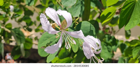 This image captures a close-up view of a delicate Orchid Tree flower (Bauhinia) in full bloom under bright daylight. The flower features slender, elongated petals with a soft pinkish-white hue and subtle reddish-purple veins radiating from the center. Long, elegant stamens with pale tips extend outward from the core of the blossom. In the background, lush green leaves with a distinct cleft or two-lobed shape, characteristic of the Bauhinia species, are visible alongside other dense foliage, creating a vibrant natural backdrop.