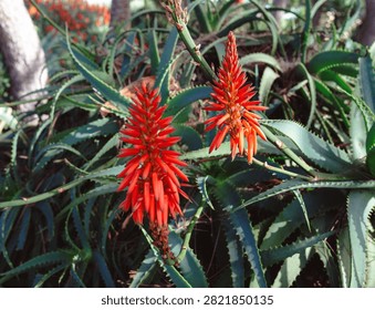 This image captures a close-up view of striking red tropical flowers amidst lush green foliage, showcasing nature's vibrant colors and intricate details in an inviting setting.