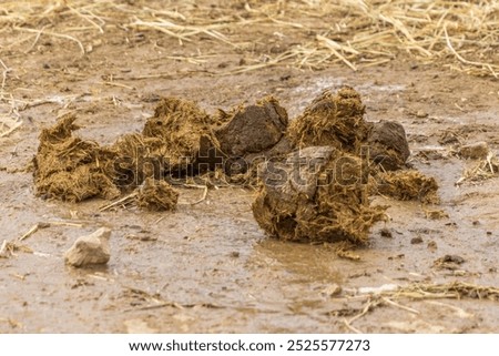 This image captures a close-up view of elephant feces on the ground. The feces are large, irregularly shaped, and appear fibrous, indicating the elephant’s plant-based diet. 