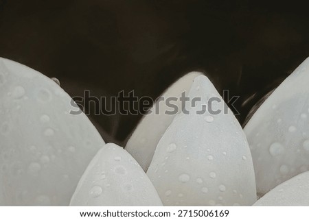 This image captures a close-up view of several white eggs, each adorned with tiny water droplets. The eggs are arranged in a cluster, with the droplets glistening under the light, creating a fresh and clean appearance. The background is dark, which contrasts sharply with the bright white of the eggs, making them stand out prominently.