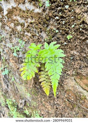 This image captures a close-up view of a lush, bright green fern sprouting from a rugged, moss-covered tree trunk, showcasing intricate textures and delicate foliage against a backdrop of earthy, organic tones under diffused sunlight. Featuring nature, plant, bark, textured, closeup, outdoor, wildlife, natural, softlight, botanical, growth, forest, detailed, moisture, leaf, shade, greenery, rough, vibrant