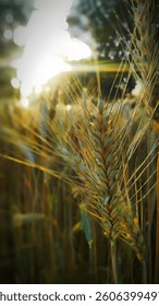 This image captures a close-up of a wheat field bathed in warm sunlight. The focus is on a single wheat stalk in the foreground, showing intricate details of the grains and fine, wispy strands. The ba