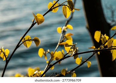 This image captures a cluster of delicate, heart-shaped leaves backlit by a golden sun, set against the tranquil, blurred ripples of a deep blue body of water. The warm, translucent glow of the foliage contrasts beautifully with the cool tones of the lake, highlighting the intricate veins and organic texture of new growth.

Mood and Atmosphere
The mood is serene, hopeful, and contemplative. It evokes a sense of early morning stillness or a quiet late-afternoon sunset. The juxtaposition of the vibrant yellow-green leaves and the dark water creates a feeling of peaceful isolation and the gentle awakening of nature.

Potential Uses
Wellness and Meditation: Perfect as a background for mindfulness apps, yoga studios, or mental health blogs focusing on 