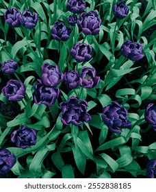 This image captures a cluster of vibrant purple tulips in full bloom. The rich, velvety petals create a striking contrast against the lush green leaves and the dark soil beneath