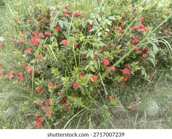This image captures a cluster of vibrant red flowers growing in a wild, natural setting. The flowers are surrounded by lush green foliage and tall grasses, indicating a thriving and untamed environment. The red blooms stand out vividly against the greenery, creating a striking contrast.