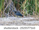 This image captures a Common Gallinule (Gallinula galeata) with dark plumage, a distinctive red frontal shield, and a yellow-tipped red beak foraging on the ground near tall green reeds. 