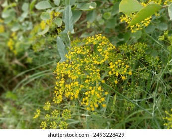 This image captures the delicate beauty of Anethum graveolens, commonly known as dill, with its feathery leaves in full bloom.This photograph highlights the freshness and vibrant green color of dill. - Powered by Shutterstock