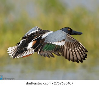 This image captures a duck in mid-flight, its wings spread wide as it soars through the air. The duck's feathers are a stunning mix of green, black, white, and orange, with a bright yellow eye and sleek black beak. The background is a blurry mix of trees and foliage, giving the impression of a natural outdoor setting. The overall effect is one of freedom and movement, as if the duck is about to land or take off at any moment. The image is a beautiful representation of the natural world and the beauty of wildlife photography.