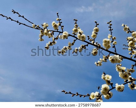 This image captures the early spring season in East Asia, characterized by the blooming of plum blossoms (Prunus mume).