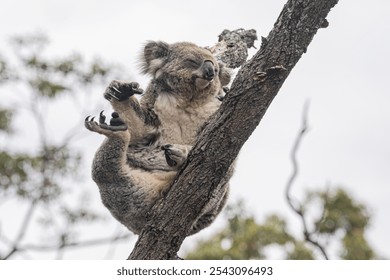 This image captures a koala resting on a tree branch, showcasing its peaceful demeanor in a natural setting. The unique features of this Australian mammal are highlighted. - Powered by Shutterstock