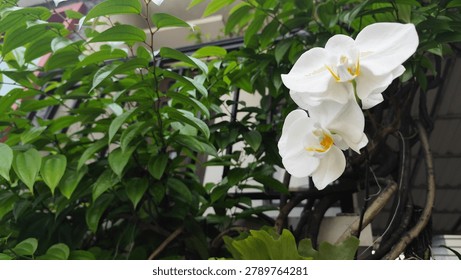This image captures a pair of elegant, blooming white moth orchids (*Phalaenopsis*) contrasting against lush green foliage in an outdoor garden setting. The top orchid is fully opened, showcasing its broad white petals and a bright yellow center, while the second bloom rests just beneath it, angled slightly downward. In the background, a dense mix of pointed green leaves and thick, winding orchid roots soften the geometric structure of a dark metal balcony railing. 