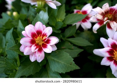 This image captures a pair of striking, magenta-purple African daisies (Osteospermum) standing out vividly against a lush garden backdrop. The larger, fully open bloom in the center exhibits rich, overlapping petals framing a dark central disk dusted with bright golden pollen grains.