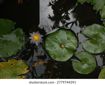 This image captures a serene, top-down view of a water lily (Nymphaea) pond. The scene is dominated by dark, reflective water and the natural geometry of floating lily pads.