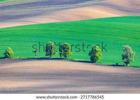 This image captures a serene, undulating agricultural landscape, likely in spring or early summer. The scene is composed of distinct horizontal bands of color representing different fields. In the foreground, a wide expanse of tilled earth displays shades of light brown and purplish-brown, with subtle horizontal furrows. A prominent line of five trees, mostly full of vibrant green leaves and some adorned with white blossoms, stands along a gentle rise, casting soft shadows. One tree in the line appears to be a bare, weathered trunk. Behind this line of trees, the middle ground is dominated by a broad band of lush, bright green fields, possibly young crops, also showing faint horizontal cultivation lines. Further into the background, the rolling hills continue with more bands of varying colors: green, light beige, and darker earth tones, creating a natural, striped pattern that emphasizes the gentle curves of the terrain. The overall impression is one of peaceful rural beauty and the organized patterns of cultivation.