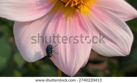 This image captures the sharp contrast between the delicate beauty of a pink Dahlia petal and the metallic texture of a blue bottle fly