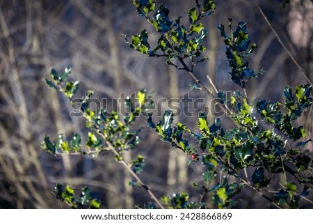 This image captures the sharp, glossy leaves of holly branches against a blurred forest backdrop, with a focus on the vibrant green leaves and a solitary red berry. The lighting suggests a crisp, cold